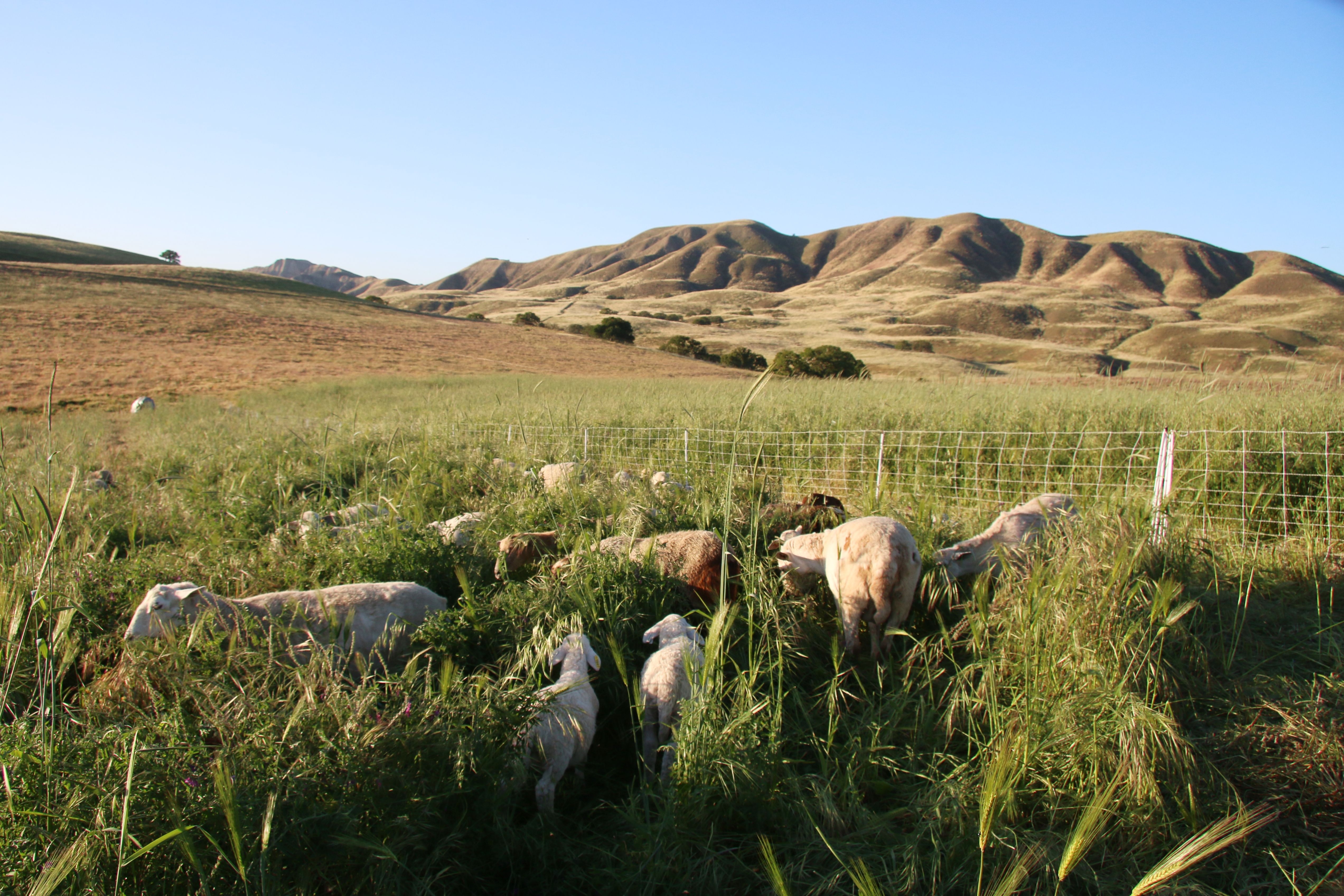 Paicines Ranch Regenerative Agriculture at Paicines Ranch | Leading from the emerging ...
